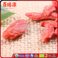 bayas de goji videos bayas de goji variedad Ningxia goji berry